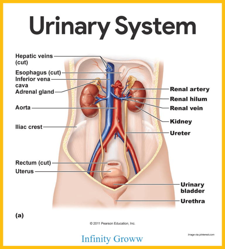 Urinary System