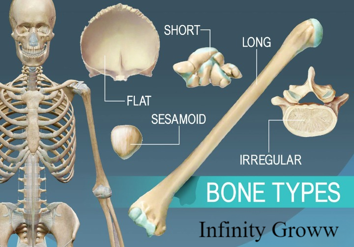 the skeletal system