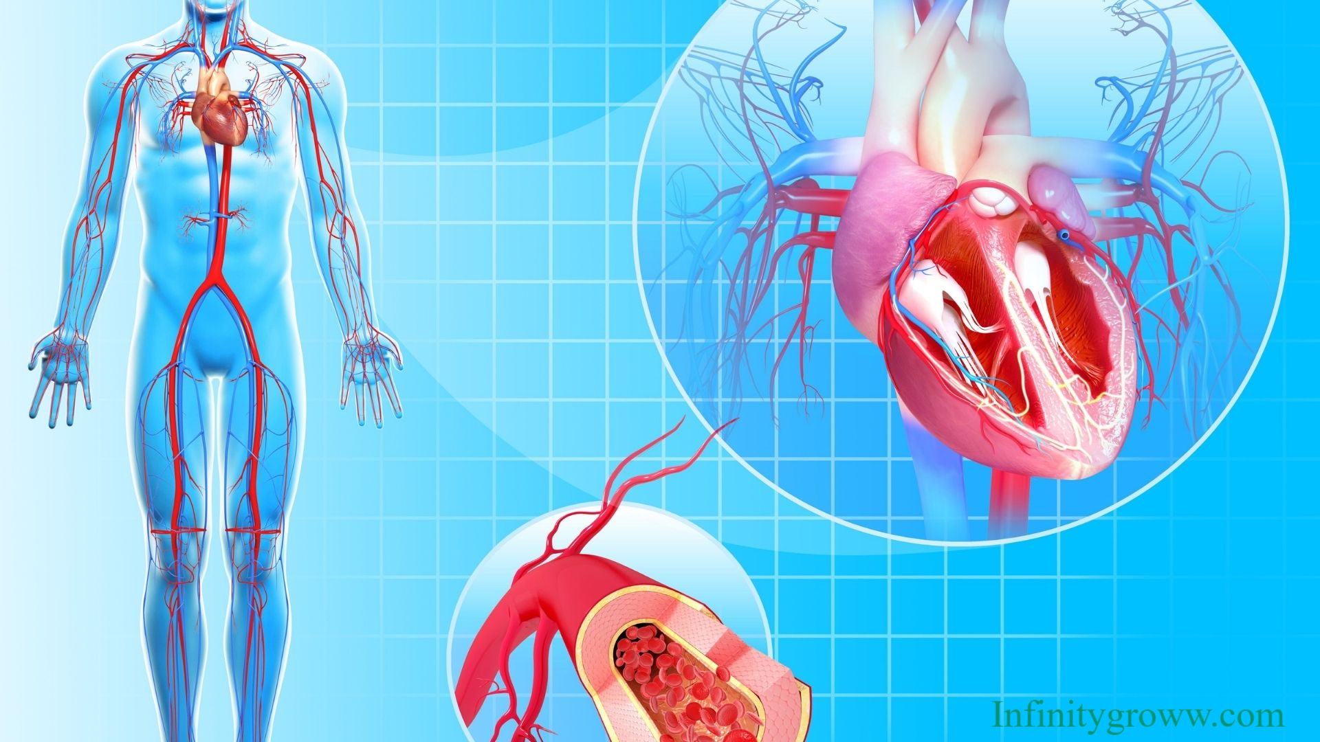 The Circulatory System : The Pulse of Life 